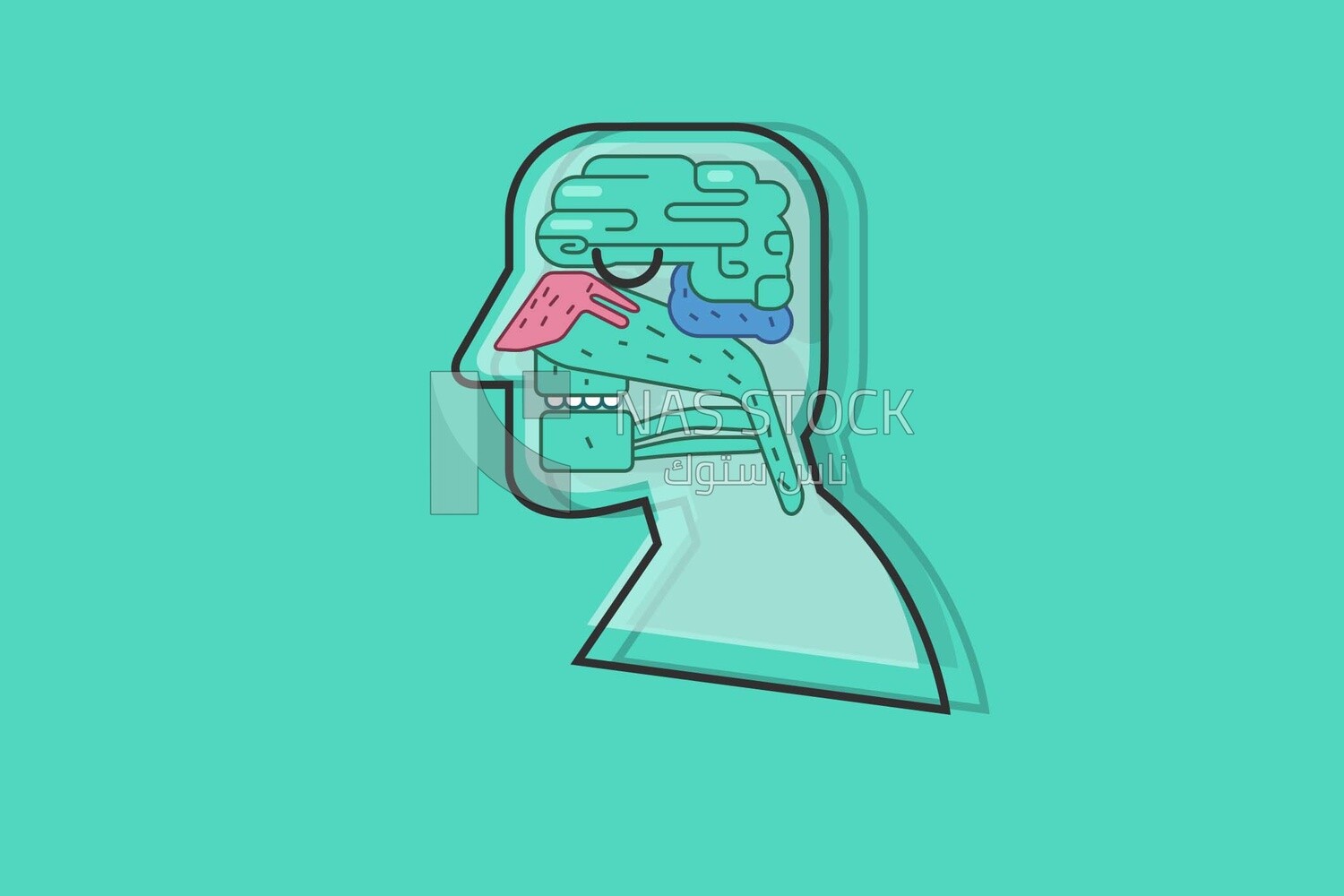 Image showing the internal details of the head