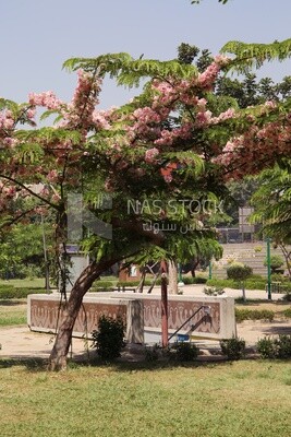 View from Al Horreya Garden, Nature