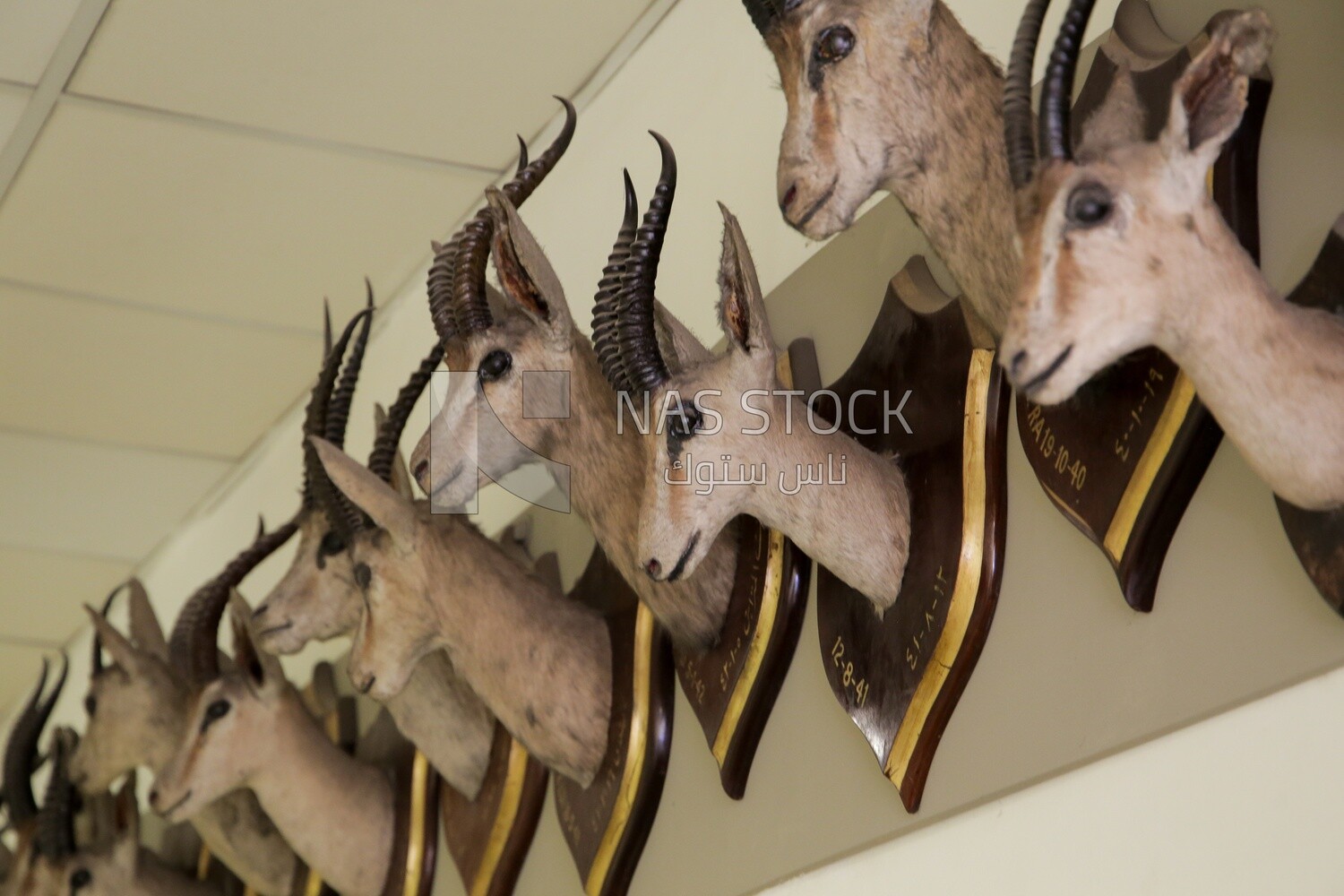 Collection of mummified deer heads at the hunting Museum at Muhammad Ali Palace