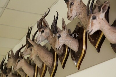 Collection of mummified deer heads at the hunting Museum at Muhammad Ali Palace