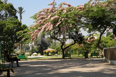 View from Al Horreya Garden, Nature