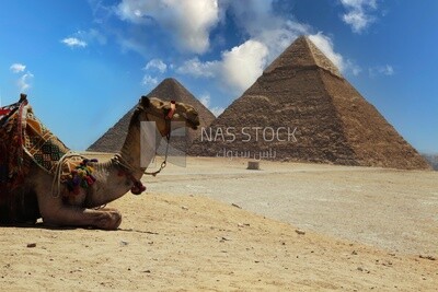 View of a camel sitting in front of the Pyramid of Khafre in Giza, Tourism in Egypt, famous landmarks in Egypt