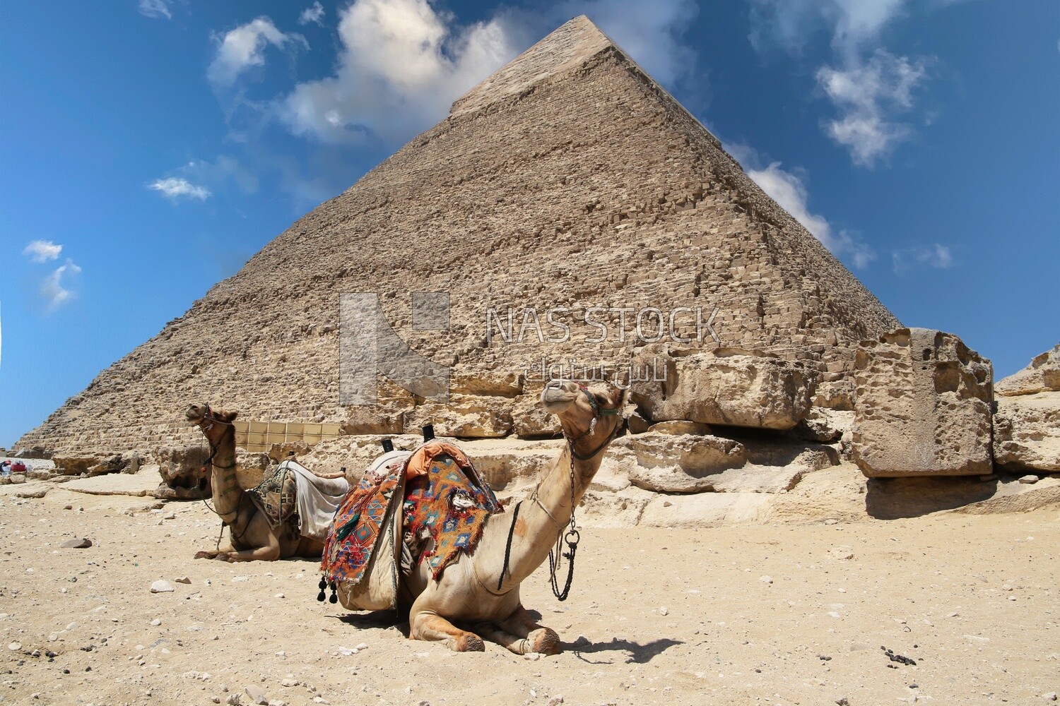 منظر لجلوس الجمل أمام هرم خفرع بالجيزة، السياحة في مصر، معالم مصر الشهيرة