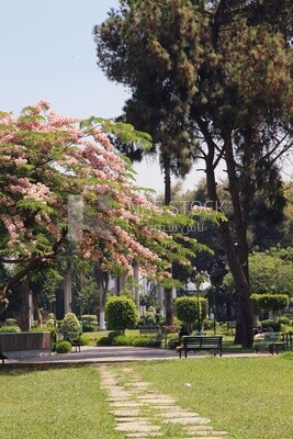 View from Al Horreya Garden, Nature