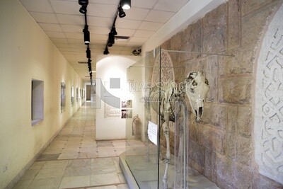 The hunting museum at Muhammad Ali Palace