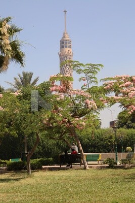 View from Al Horreya Garden showing the Cairo tower, Nature