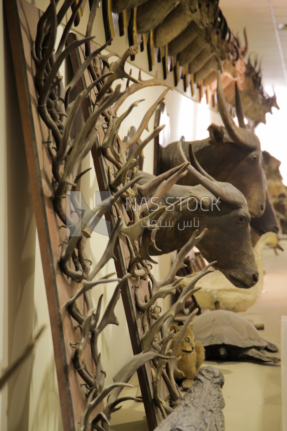 collection of mummified animals at the hunting museum at Muhammad Ali Palace