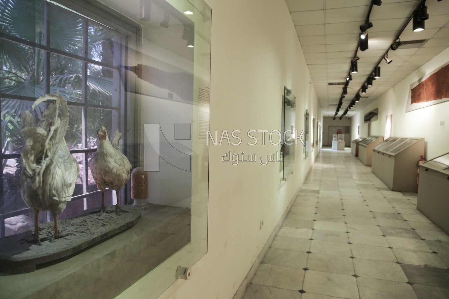 The hunting museum at Muhammad Ali Palace
