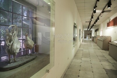 The hunting museum at Muhammad Ali Palace