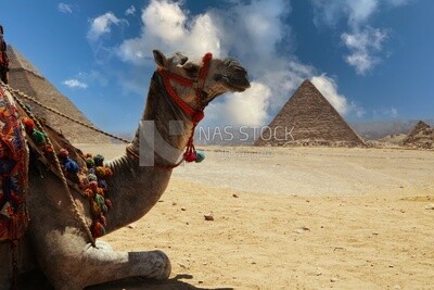منظر لجلوس الجمل أمام هرم خفرع بالجيزة، السياحة في مصر، معالم مصر الشهيرة