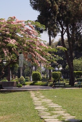 View from Al Horreya Garden, Nature