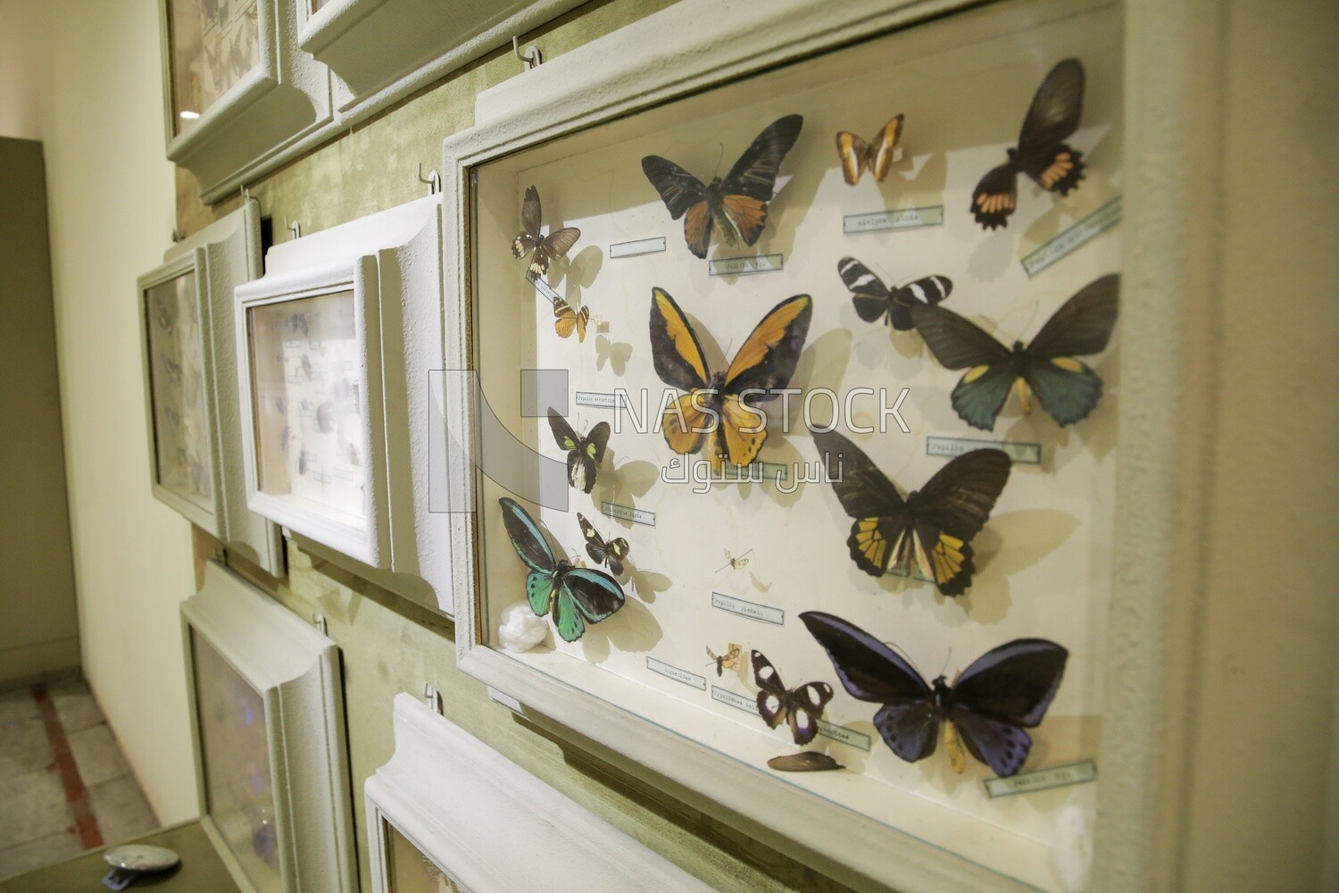 collection of mummified colored butterflies at the hunting museum at Muhammad Ali Palace