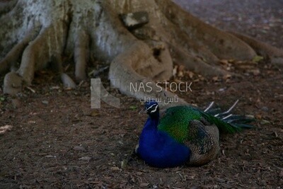 Indian peafowl in the Giza Zoo, Animals