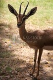 Deer at Giza Zoo, Animals