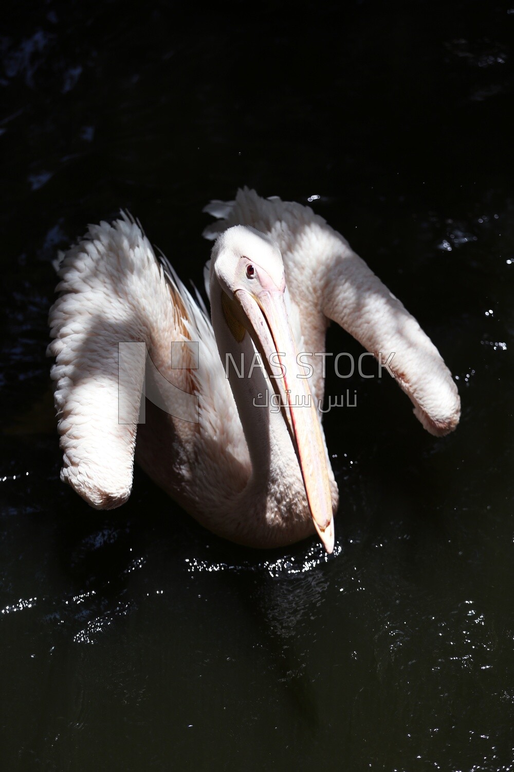 Swan at Giza Zoo, Animals