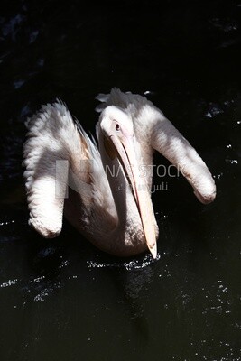 Swan at Giza Zoo, Animals