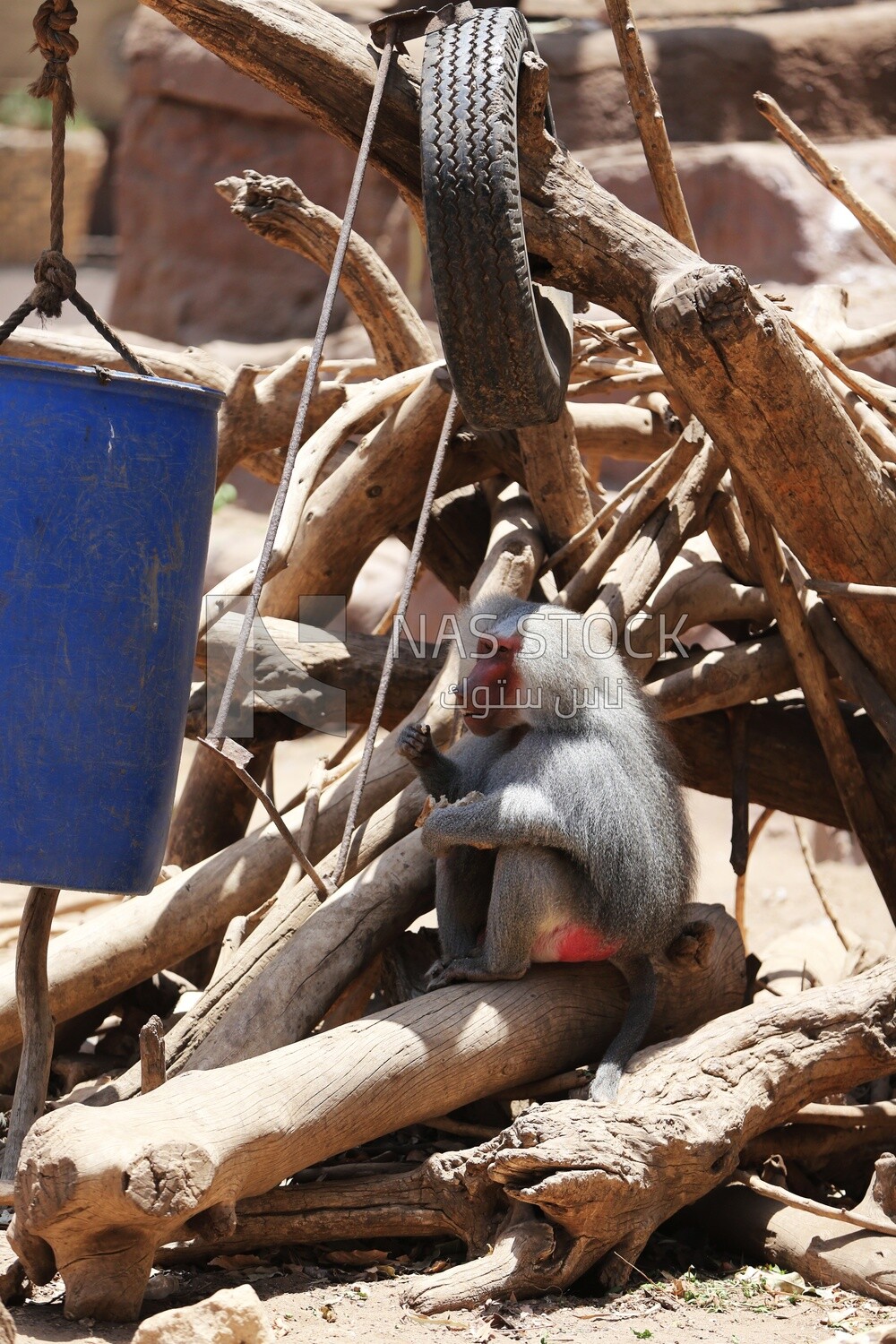 Monkey in the Giza Zoo, Animals
