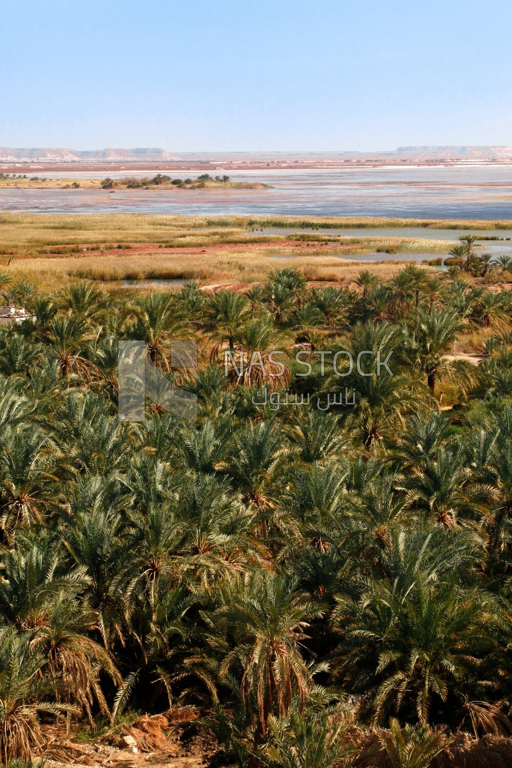 View of Siwa lake and oasis, Egypt