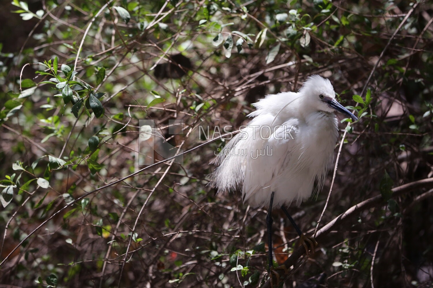 طائر أبيض كبير على شجرة بحديقة حيوان الجيزة