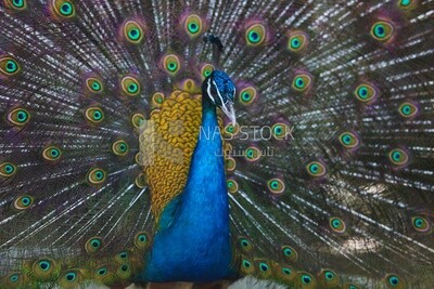 Indian peafowl in the Giza Zoo, Animals