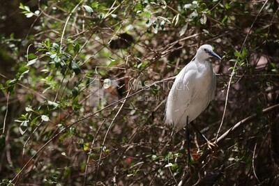 Large white bird in a tree at the Giza Zoo