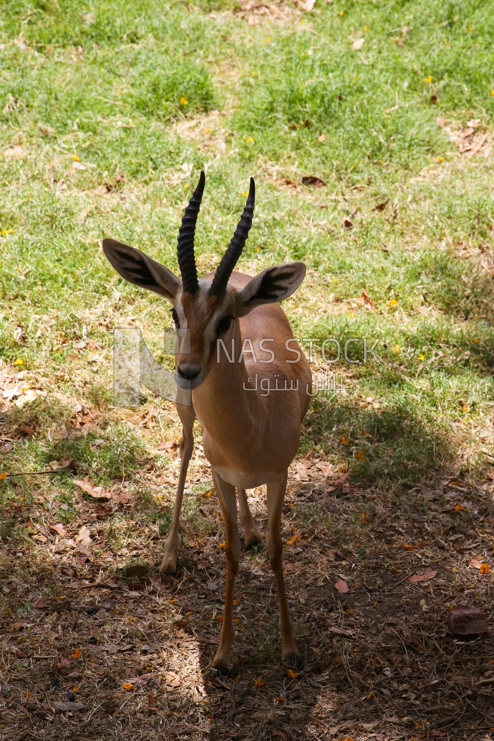 Deer at Giza Zoo, Animals