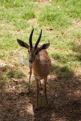 Deer at Giza Zoo, Animals
