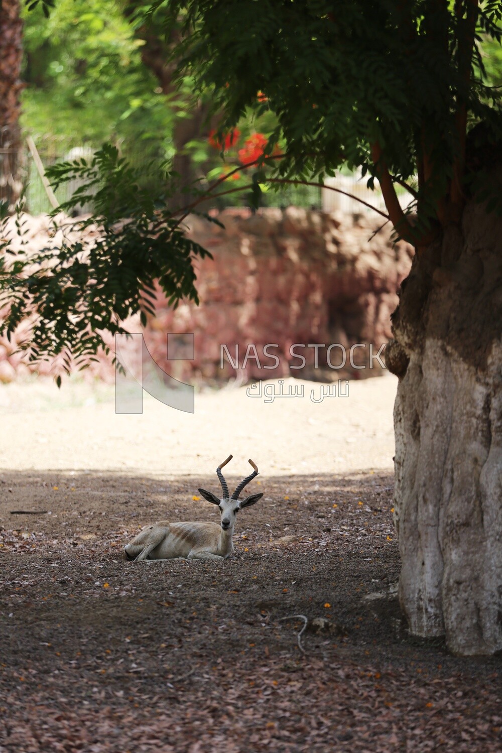 Deer sitting in the floor at Giza Zoo, Animals