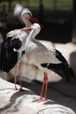 Large white bird in a tree at the Giza Zoo