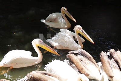 Swans swim in the lake at Giza Zoo, Animals