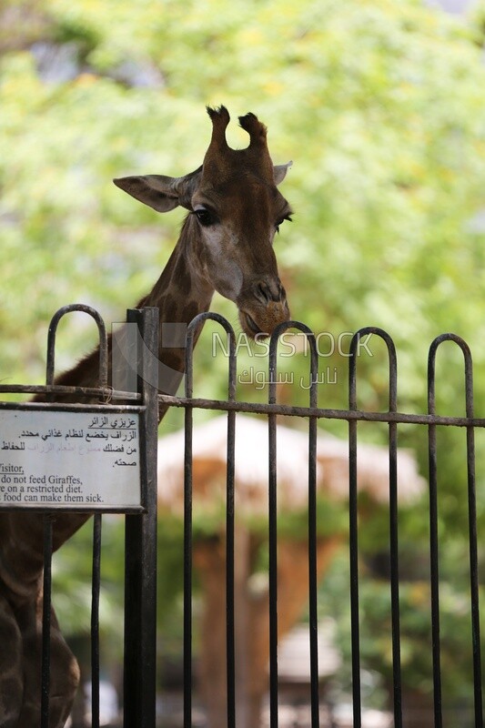 Giraffe at the Giza Zoo, Animals