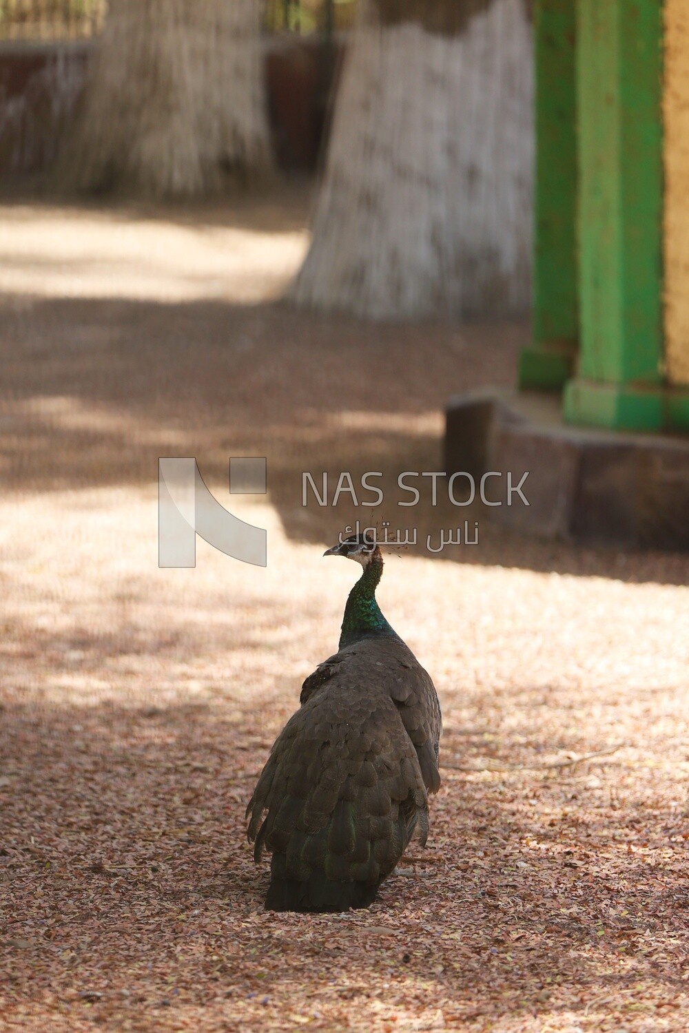 Indian peafowl in the Giza Zoo, Animals