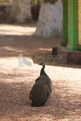 Indian peafowl in the Giza Zoo, Animals