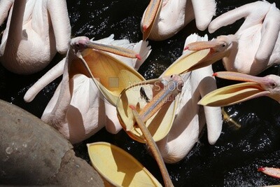 Swans open their mouths to eat at Giza Zoo, Animals