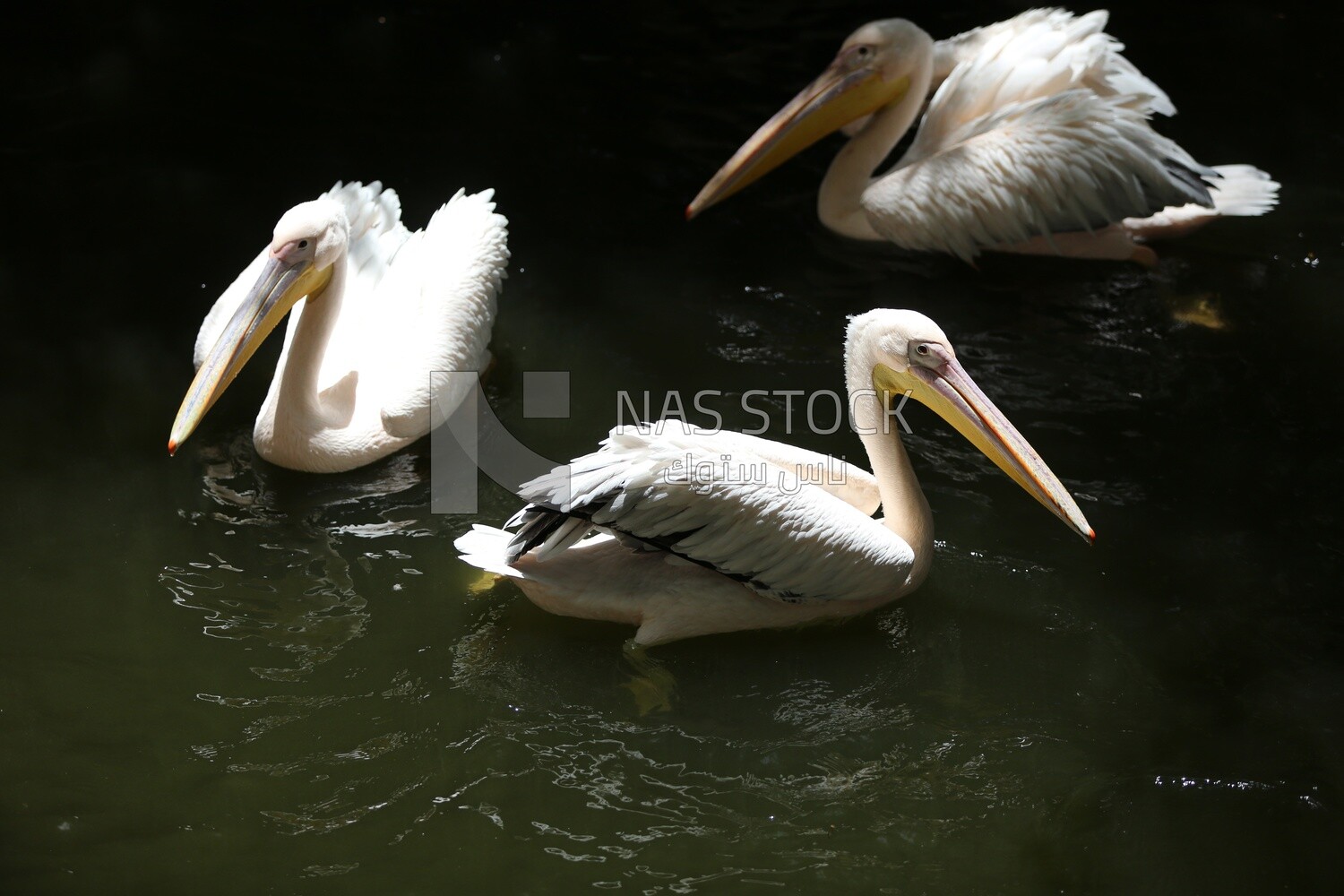 Swans swim in the lake at Giza Zoo, Animals