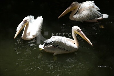 Swans swim in the lake at Giza Zoo, Animals