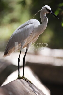 Large white bird in a tree at the Giza Zoo