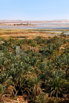 منظر لبحيرة سيوة وواحة، مصر