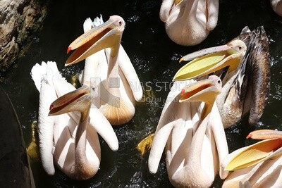 Swans swim in the lake at Giza Zoo, Animals