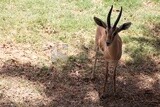 Deer at Giza Zoo, Animals