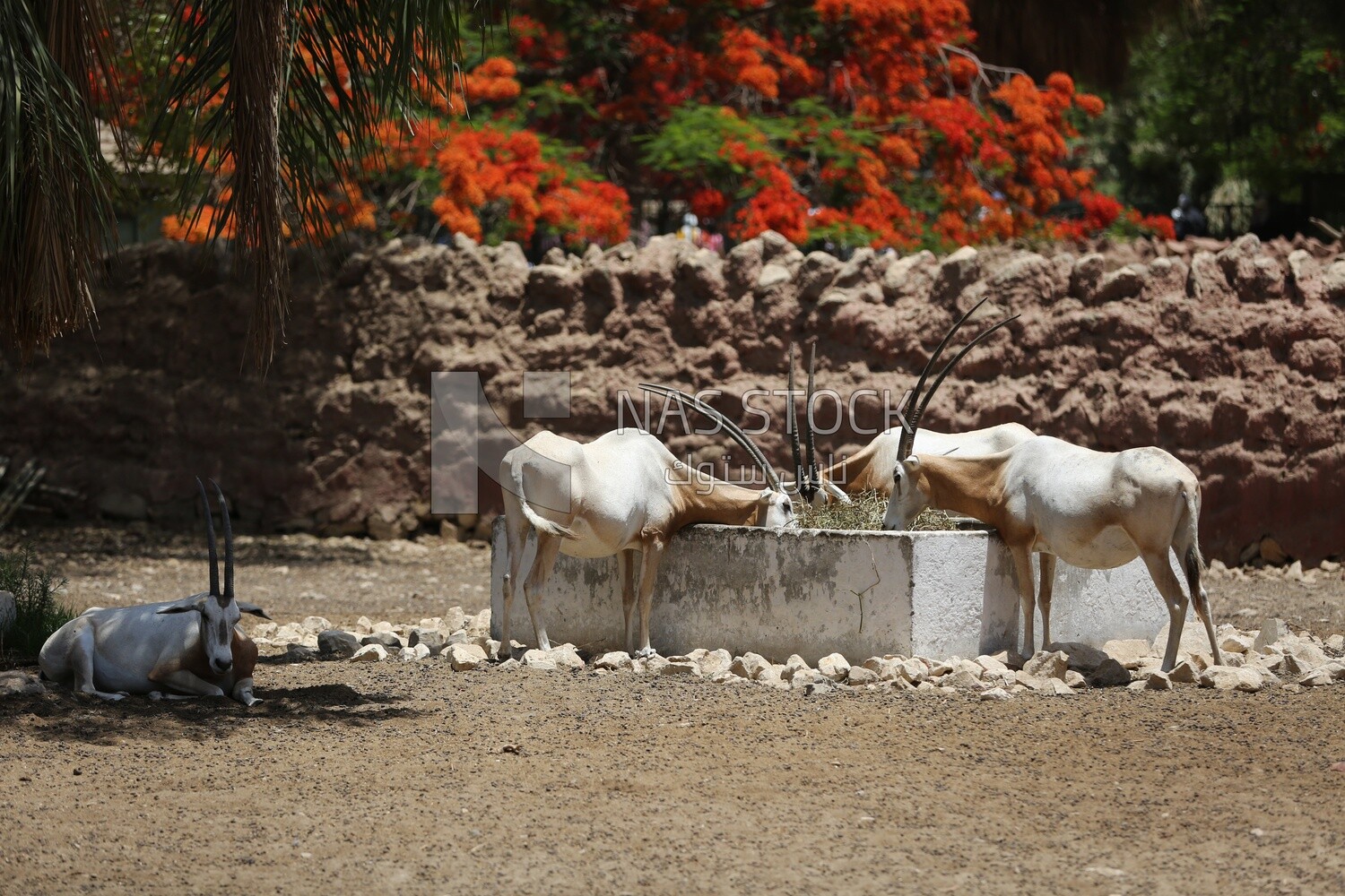 East African oryx at Giza Zoo, Animals