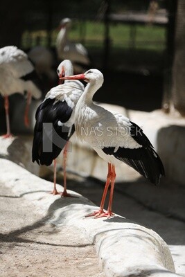 Large white bird in a tree at the Giza Zoo