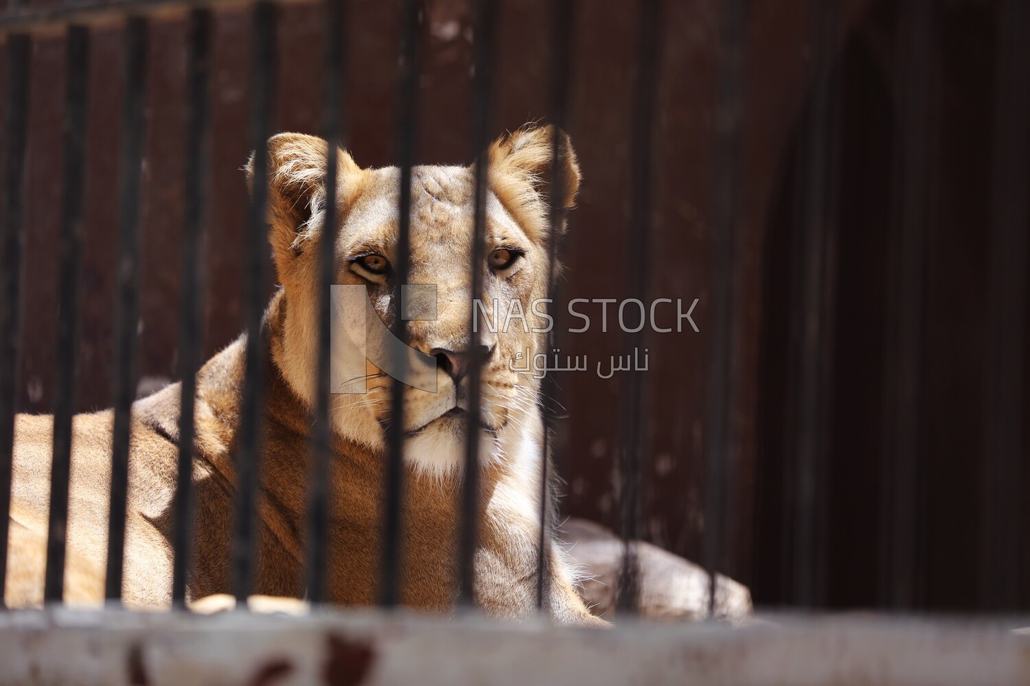 Lion sitting behind the walls in the Giza Zoo