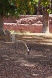 Deer at Giza Zoo, Animals