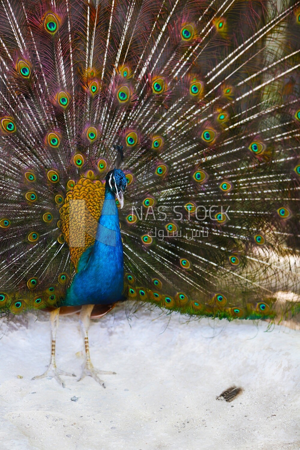 Indian peafowl in the Giza Zoo, Animals
