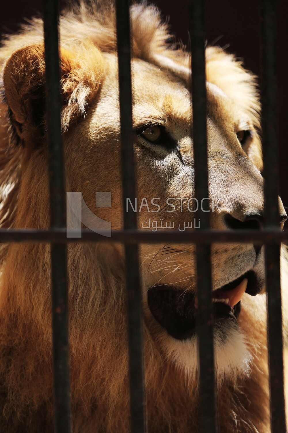 Lion sitting behind the walls in the Giza Zoo
