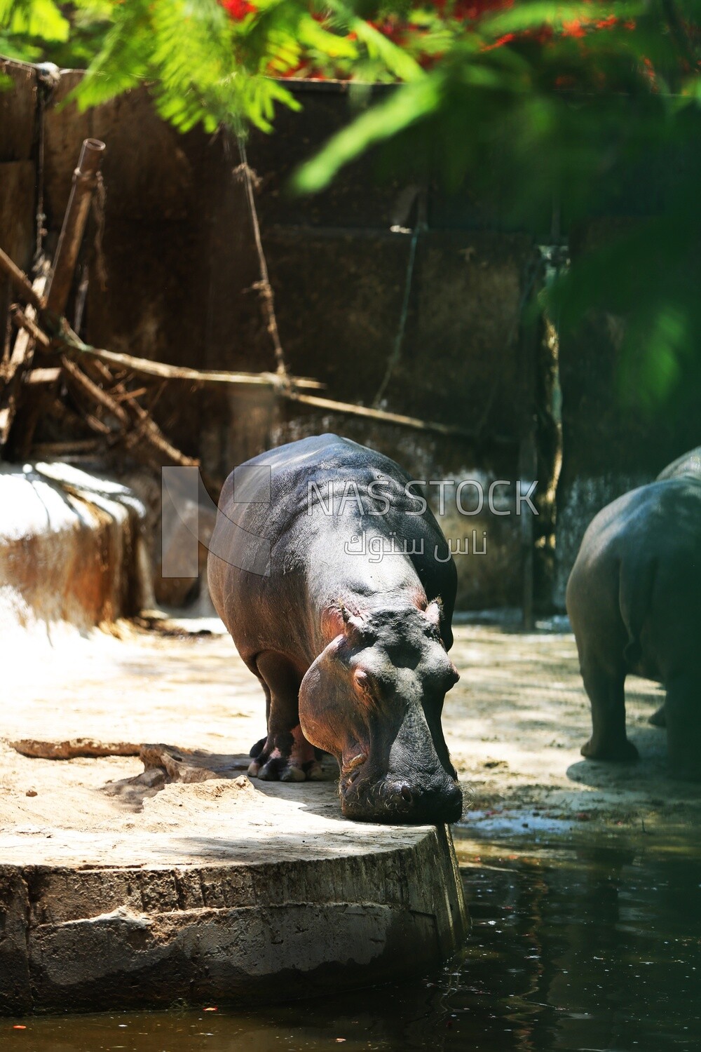 Hippo behind the walls in the Giza Zoo