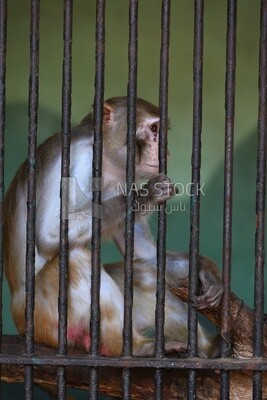 Monkey in the Giza Zoo, Animals