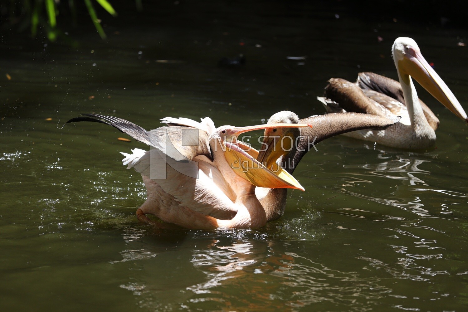 Swans open their mouths to eat at Giza Zoo, Animals