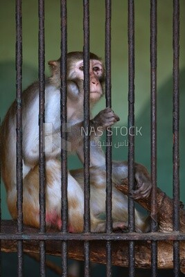 Monkey in the Giza Zoo, Animals